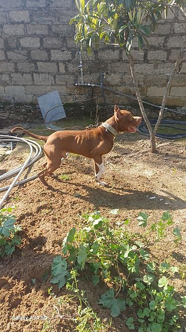 bull terier: Pitbul, 1 il, Erkək, Peyvəndli, Ünvandan götürmə — 5