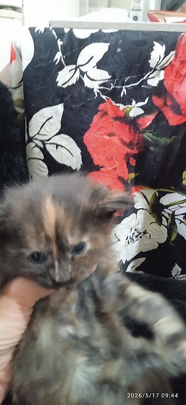 Продажа кошек: Мейн-кун, 1 месяц, Мальчик at lalafo.kg — 9 Продажа кошек: Мейн-кун, 1 месяц, Мальчик — 9