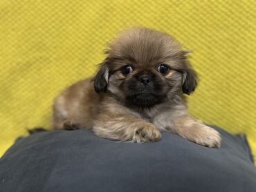 İtlər: Pekines, 3 ay, Erkek, Peyvəndli, Ünvandan götürmə