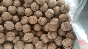 продать грецкий орех: Продаю грецкие орехи(толстокорые) В наличии 6 мешков Находимся в