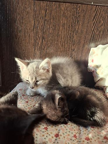 Котята. Маленькие домашние котята разных окрасов: на фото видны
