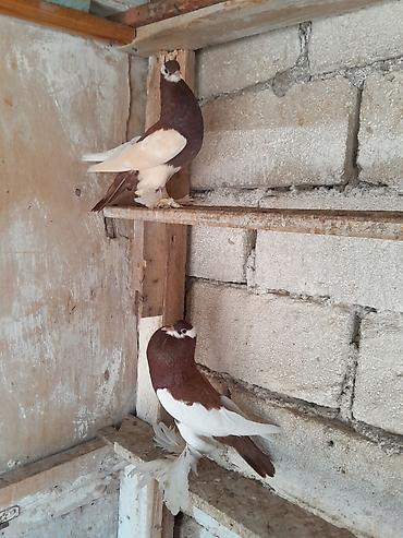 korella quşu acıq sarı 45 azn: Salam olsun her kese dutular saglam ve arginal heyvanlardi. hal — 2