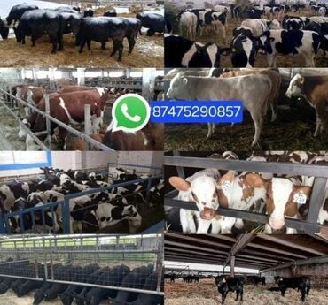 добрый корова: Продаю | Корова (самка), Бык (самец) | Ангус, Герефорд, Голштин | Для молока
