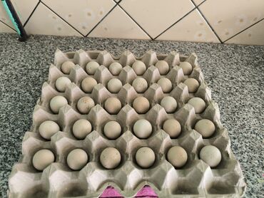 lal ördək yumurta: Xınalı kəklik Yumurtası