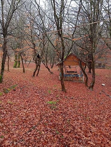 Günlük kirayə evlər: Masalli rayonu. İsti su istirahet merkezine yaxin. Turan restoranina — 41