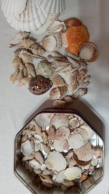 ağ xasqi: Akvarium üçün dəniz qabıqları kolleksiyası. Hamısı birlikdə satılır — 6