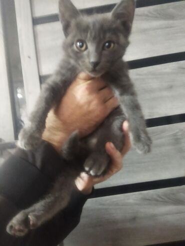 приюты для кошек бишкек: 2 месяца, Девочка, Метис, Приучена к лотку, Проглистована