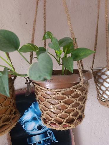 Эпипремнумы и сциндапсусы: Эпипремнум - Разновидности: зелёно-пёстрые формы (золотистая и — 3