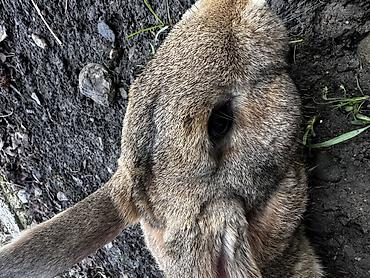Кролики: Продаю | Крольчиха (самка), Кролик самец, Крольчата | Для разведения — 14