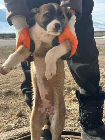 Продажа собак: Кучуктор сатылат Кыргыз доботтун кучуктору сатылат Ысс-Кол областы — 8