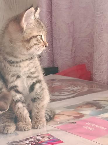 Отдам даром кошку: Кошка даром: Беспородная, 2 месяца, Мальчик, Приучена к лотку — 3