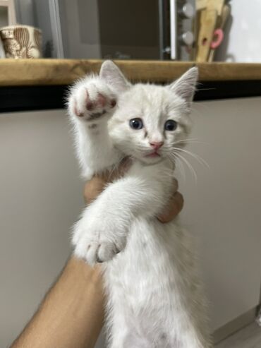 котята токмак: Приучена к лоткуКотята короткошерстные, игривые и любознательные