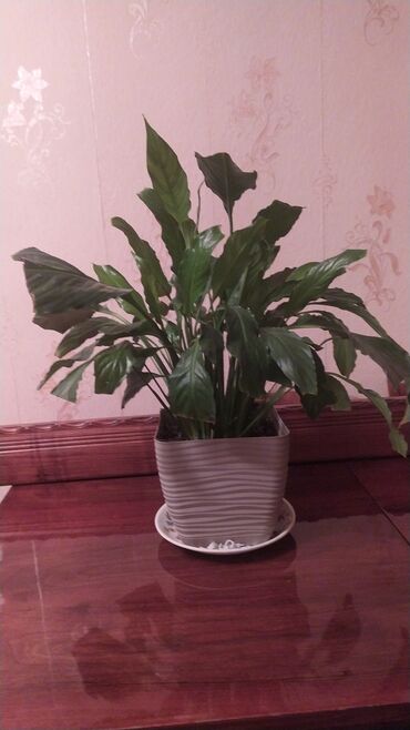 Perodua: Spathiphyllum (Sülh zanbağı) otaq bitkisi - Qablaşdırma: dalğalı