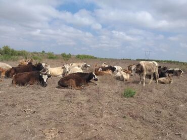 staffordshire bull terrier κουταβια v Azərbaycan | İTLƏR: Heyvanlar hamsı satılır real alıcılar narahat etsin