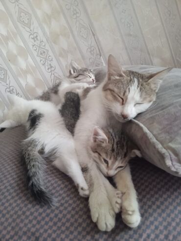шотландская прямоухая кошка цена: Отдам котиков даром, им по 25 дней. Им нужен уход и лечение