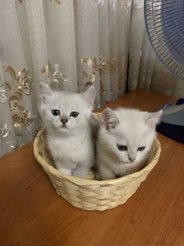 британские голубые котята купить: Продаются котята 1,8 месяцев мальчик и девочка чистокровные