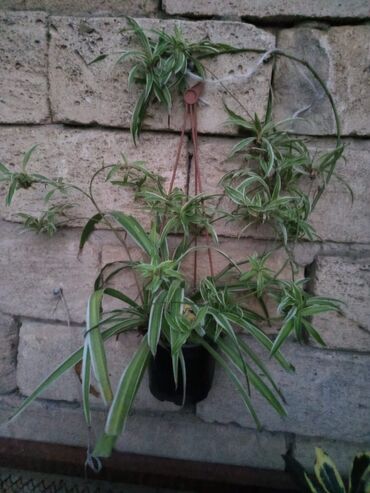 Otaq bitkiləri: Satışda müxtəlif saksı bitkiləri dəsti - Xrizantema (çəhrayı — 8