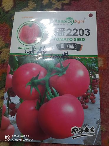 кой бишкек: Семена розовых 🍅 5000сом — 1