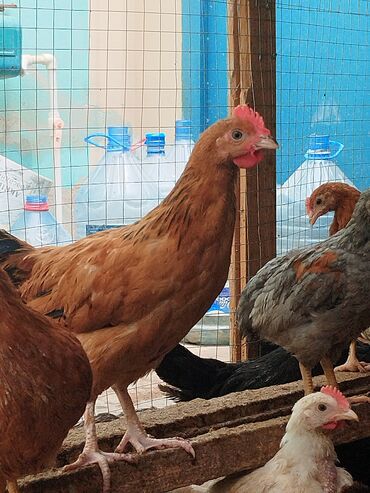 Digər quşlar: Salam bura yazmayın vatsapa yazın bayrama özəl endirim hamsın bir