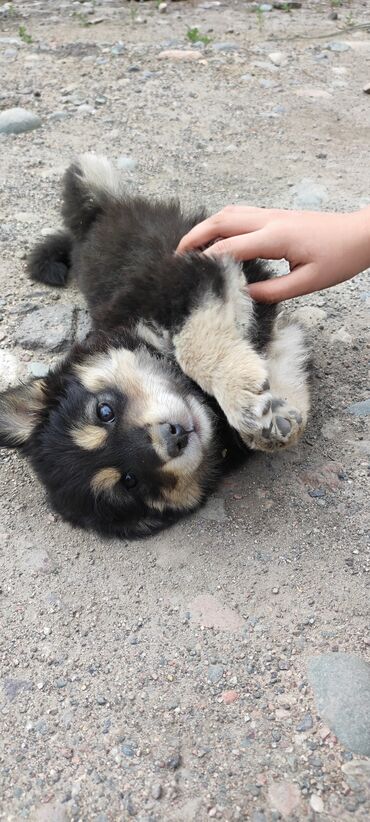 мексиканская собака: Милые, щекастые малыши ищут свой дом! Раздаем с территории, где