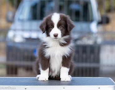 dogs: BORDER COLLIE ŠTENCI – ČOKOLADNI, RED MERLE I CRNO-BELI Sa ponosom — 3