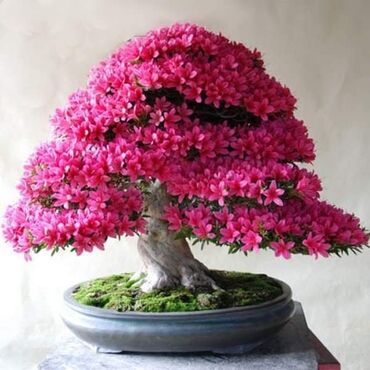 Semena i sadnice: Sakura Bonsai mini japanska trešnja seme
Cena: 550din/5 semenki — 10