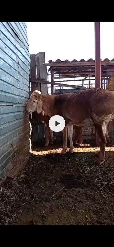 в какой приют можно отдать собаку: Сатам | Ургаачы кой (ургаачы) | Арашан | Көбөйтүү үчүн