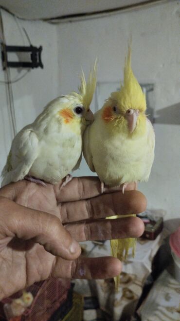 Tutuquşları: Məhsul: Nimfa (Cockatiel) tutuquşuları – ağ-sarı rəngli, yanaqlarda — 7