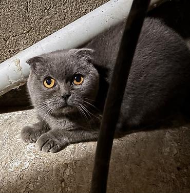 toyuq hini necə olmalidir: Şotland — 1