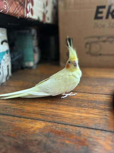 lutino: Nymph parrot (kakaducu/korella) – sarı lutinо rəng Məhsul təsviri: - — 1