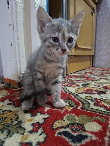 ищу котят: Отдаю котят в добрые руки 1 девочка возраст третий месяц 1 мальчик — 4
