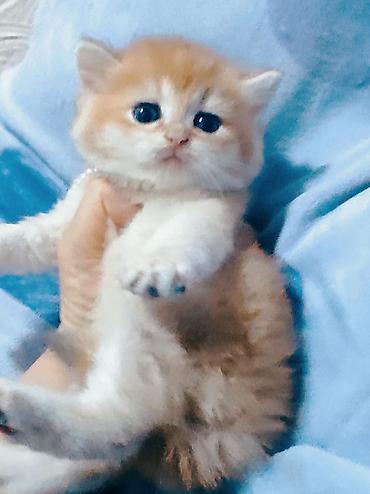 Pişiklər: Britan — 6