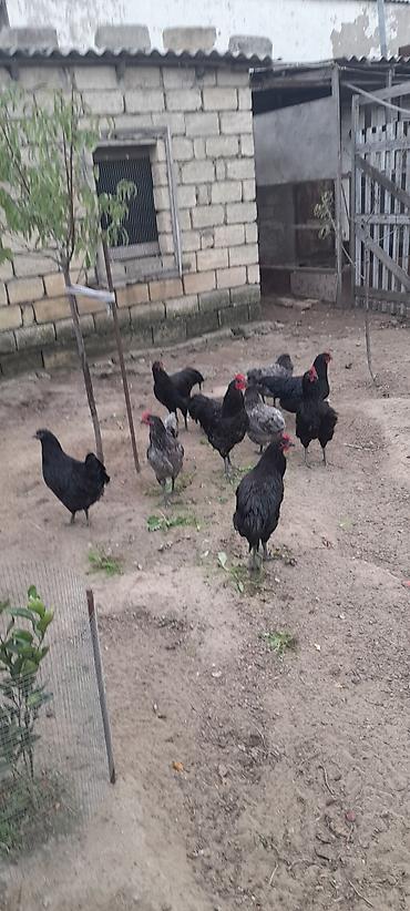 Toyuqlar: Toyuq, Australorp, Ətlik, Ünvandan götürmə — 5