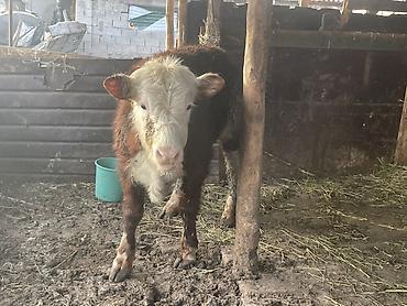 Коровы, быки: Продаю | Бык (самец) | Герефорд — 14