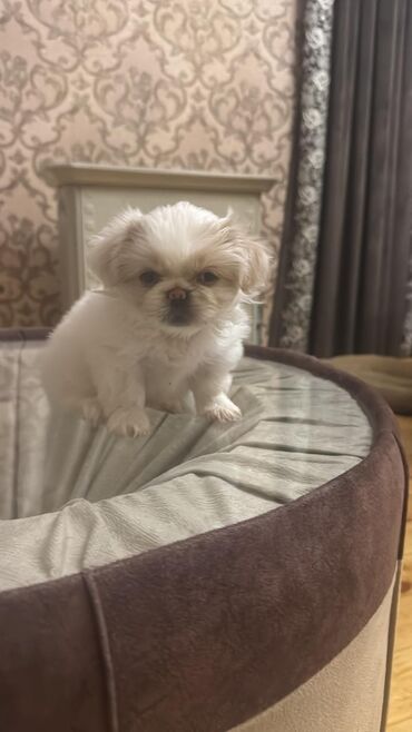 сколько стоит миниатюрный пудель: Pekines
