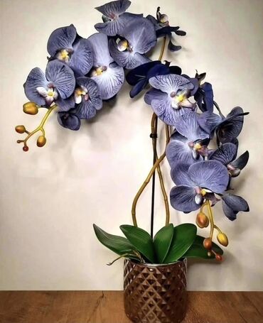 helba bitkisi faydaları: Yeni (Orkide) 1 pack - 100 toxum 5,80 azn 💰 Rayonlara pulsuz