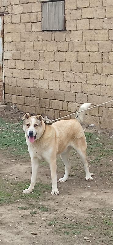 İtlər: Qurdbasar, 8 ay, Erkek — 6