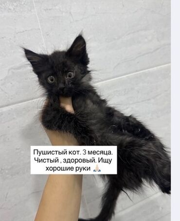 коты даром: Срочно Ищу добрые руки 🙏🏻больше недели держать у себя не могу Игривый