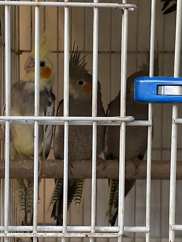 Quşlar: Məhsul: Nimfa papağanları (Cockatiel) sekildeki bala quslar bir — 1