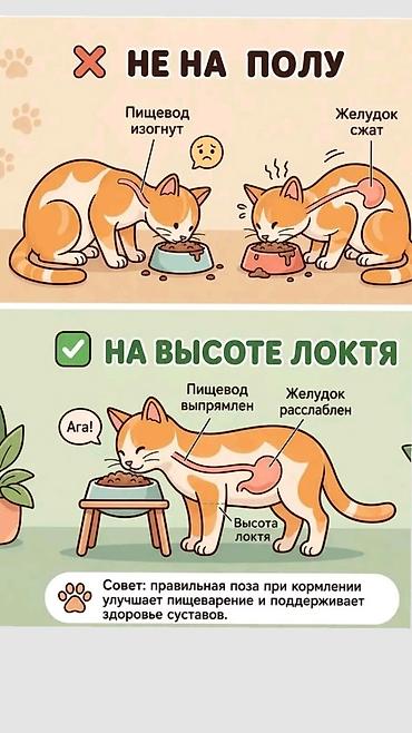кошки купить бишкек: Кошка даром: Беспородная, 1 месяц, Мальчик, Приучена к лотку — 9