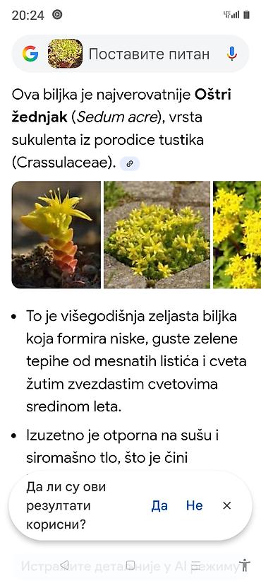 Ostale kućne biljke: Sobne i ukrasne biljke u saksijama – više vrsta - Syngonium — 21