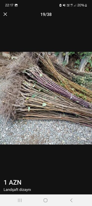 Landşaft işləri: Məhsul/xidmət: Landşaft dizaynı və hazır qazon (rulet qazon) işləri — 13