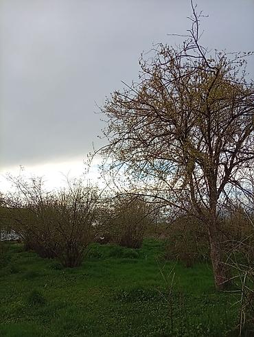 Torpaq sahələrinin satışı: 38 sot, Tikinti, Mülkiyyətçi, Kupça (Çıxarış) — 19