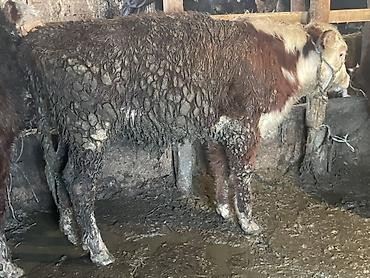 Коровы, быки: Продаю | Бык (самец) — 12