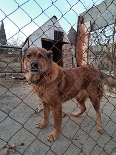 qafqaz coban iti: 3 il, Dişi