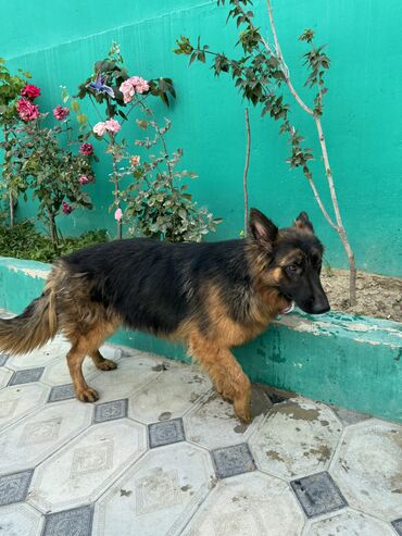 İtlər: Alman çoban iti, 1 il, Dişi, Peyvəndli — 9