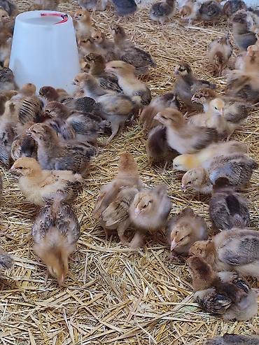 Куры, петухи: Продаю | Цыплята | Кучинская | Для разведения — 8