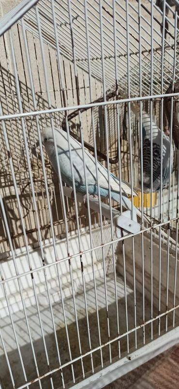 Tutuquşları: Salam vıstıfka ilə çexin qarışığı cütü 50 azn — 4