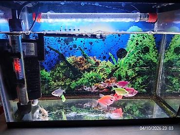 100 l akvarium: Akvaryum komplekti – rəngli tropik balıqlar ilə Tərkib: - Şüşə — 2