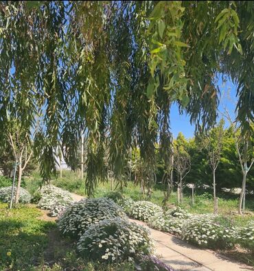 Bağ evlərinin kirayəsi: 200 kv. m, 5 otaqlı, Hovuzlu, İnternet, Kanalizasiya, Telefon — 9